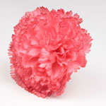 Flamenco Artificial Carnations. Sevilla Model. Coral 4.132€ #5041916109RJ39